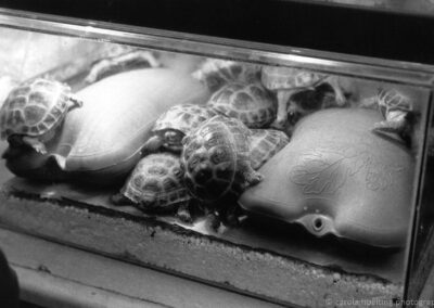 Animal market (Poljustrovskij Rynok). Sankt Petersburg, Russia 2002